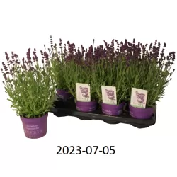 Tikroji levanda - Lavandula angustifolia ARDECHE BLUE