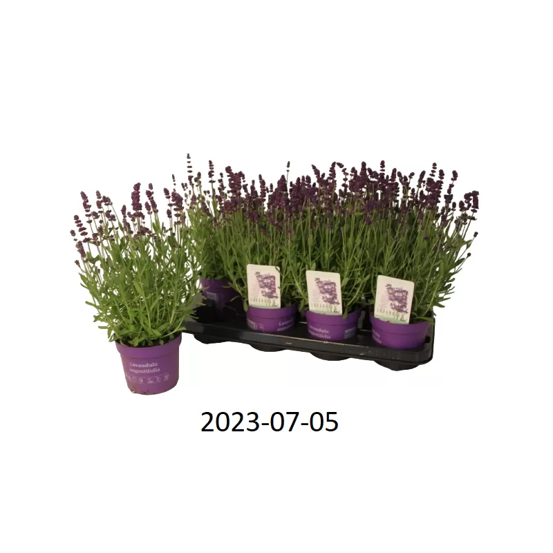 Tikroji levanda - Lavandula angustifolia ARDECHE BLUE