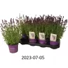 Tikroji levanda - Lavandula angustifolia ARDECHE BLUE