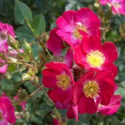 Rosa LUPO