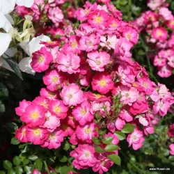 Rosa LUPO