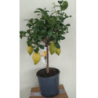 Citrinmedis (citrina) (su prinokusiais ir naujai užmegztais vaisiais, žiedais ir žiedpumpuriais) - Citrus Lemon on stem 25Ø  140 gyva foto 2021-09-20