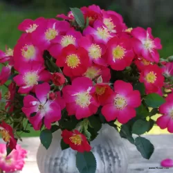 Rožė - Rosa LUPO