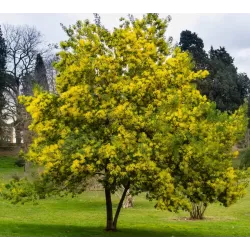Acacia dealbata