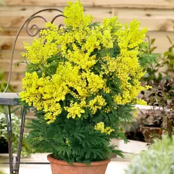 Akacija (mimoza) - Acacia dealbata