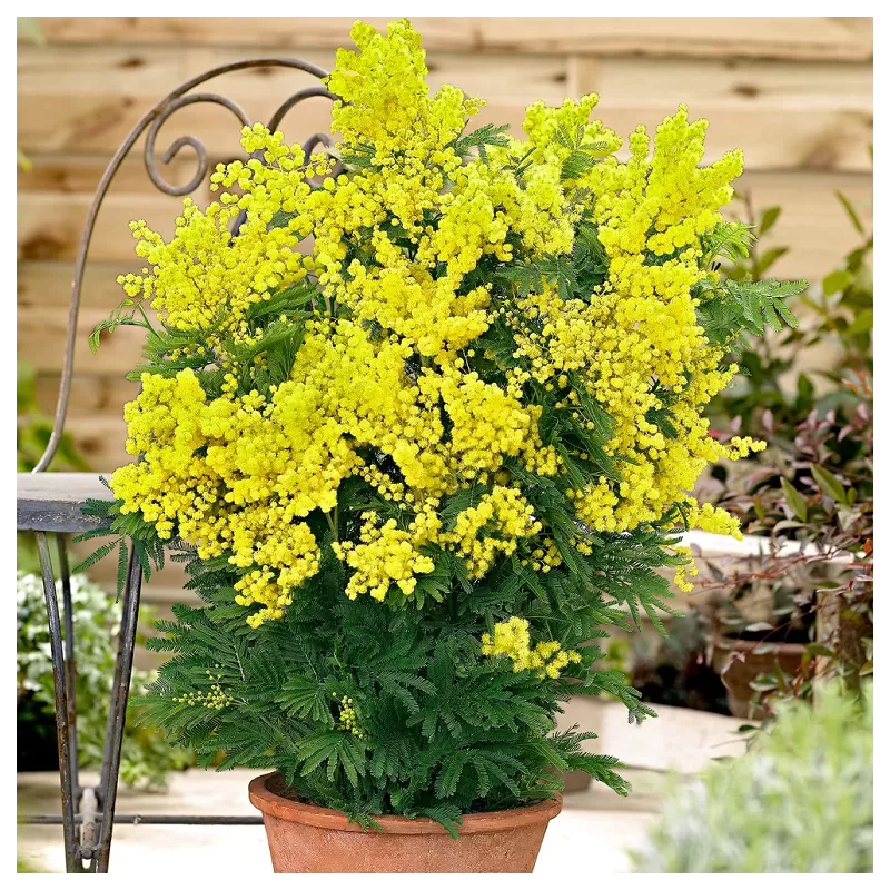 Akacija (mimoza) - Acacia dealbata