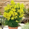 Acacia dealbata