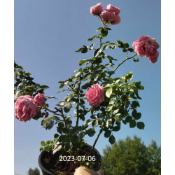 Rožė - Rosa POMPONELLA ®