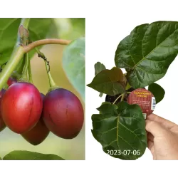 Pomidorų medis Tamarillo