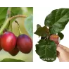 Pomidorų medis Tamarillo