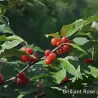 Skėtinis žilakrūmis - Elaeagnus umbellata BRILLIANT ROSE