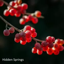 Skėtinis žilakrūmis - Elaeagnus umbellata HIDDEN SPRINGS