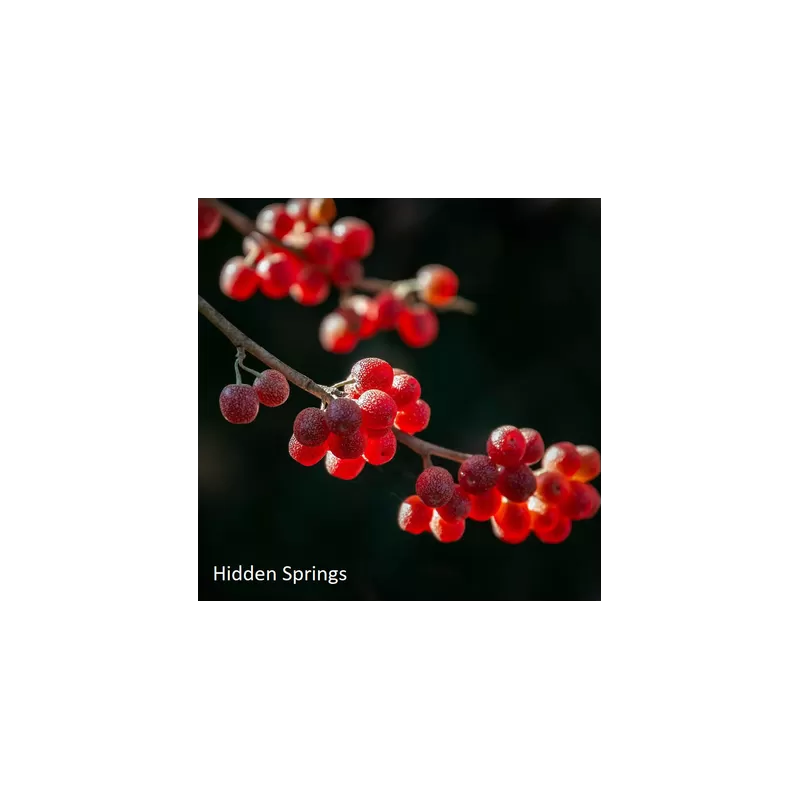 Skėtinis žilakrūmis - Elaeagnus umbellata HIDDEN SPRINGS