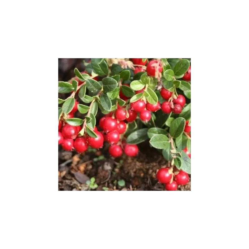 Bruknė - Vaccinium vitis-idaea KORALLE