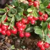 Bruknė - Vaccinium vitis-idaea KORALLE