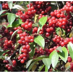 Skėtinis žilakrūmis - Elaeagnus umbellata VENEDELD