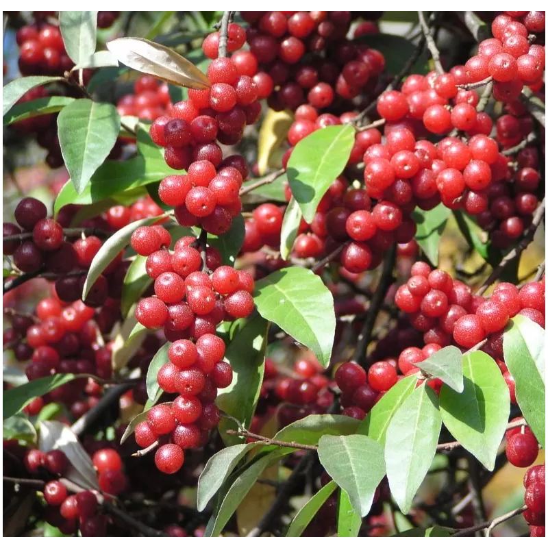 Skėtinis žilakrūmis - Elaeagnus umbellata VENEDELD