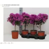 Bougainvillea ALEXANDRA
