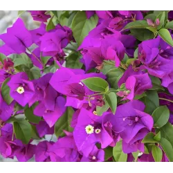 Bougainvillea ALEXANDRA