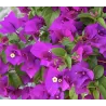 Bugenvilija - Bougainvillea ALEXANDRA