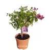 Bugenvilija - Bougainvillea ALEXANDRA