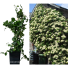 Laipiojančioji hortenzija - Hydrangea anomala PETIOLARIS