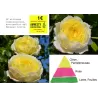 Rožė - Rosa AMNESTY INTERNATIONAL ®