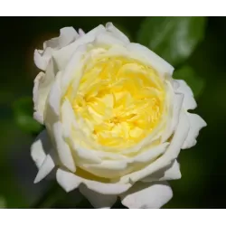 Rožė - Rosa AMNESTY INTERNATIONAL ®