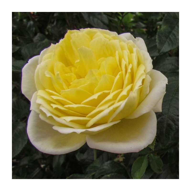 Rožė - Rosa AMNESTY INTERNATIONAL ®