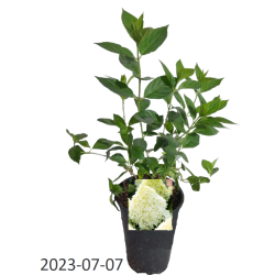 Šluotelinė hortenzija - Hydrangea paniculata Living COTTON CREAM