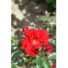 Rosa ROTER KORSAR