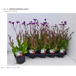 Užsisakyk augalus pavasariui jau dabar