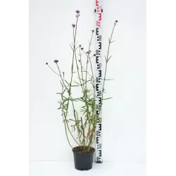 Užsisakyk augalus pavasariui jau dabar