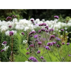 Užsisakyk augalus pavasariui jau dabar