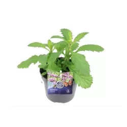 Užsisakyk augalus pavasariui jau dabar