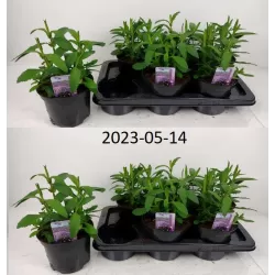 Užsisakyk augalus pavasariui jau dabar