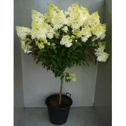 Šluotelinė hortenzija - Hydrangea paniculata MAGICAL CANDLE
