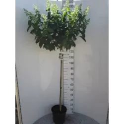 Šluotelinė hortenzija - Hydrangea paniculata MAGICAL CANDLE