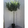 Šluotelinė hortenzija - Hydrangea paniculata MAGICAL CANDLE