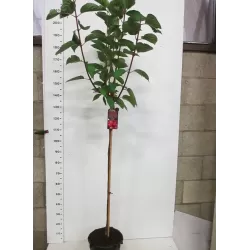 Hydrangea paniculata MAGICAL CANDLE