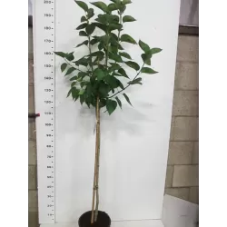 Hydrangea paniculata MAGICAL CANDLE