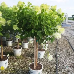 Hydrangea paniculata MAGICAL CANDLE