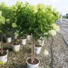 Šluotelinė hortenzija - Hydrangea paniculata MAGICAL CANDLE