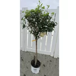 Hydrangea paniculata MAGICAL CANDLE