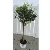 Šluotelinė hortenzija - Hydrangea paniculata MAGICAL CANDLE
