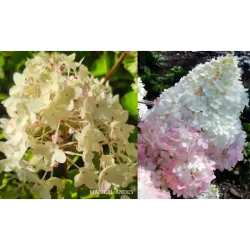 Šluotelinė hortenzija - Hydrangea paniculata MAGICAL CANDLE