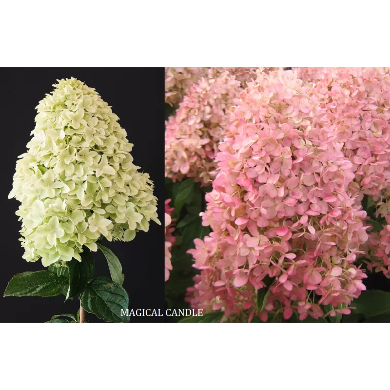Šluotelinė hortenzija - Hydrangea paniculata MAGICAL CANDLE