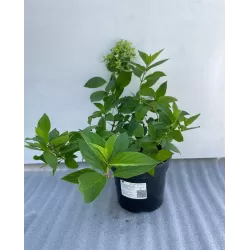 Hydrangea paniculata MAGICAL CANDLE