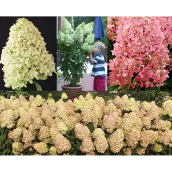Šluotelinė hortenzija - Hydrangea paniculata MAGICAL CANDLE