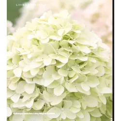 Hydrangea paniculata MAGICAL CANDLE